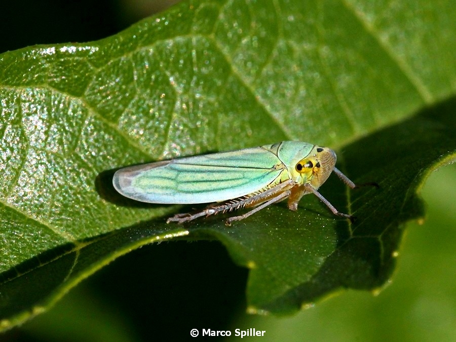 Cicadella viridis